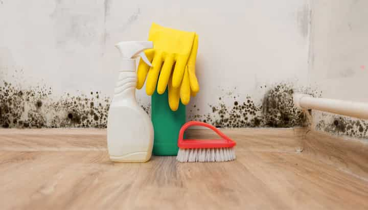 Know About Mold Removal In Bloomington